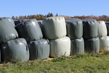 around many white silo bales lie on a meadow