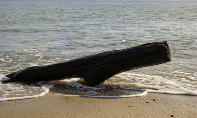 Pień na plaży, kształt wyłaniający się z morza, A trunk on the beach, a shape emerging from the sea