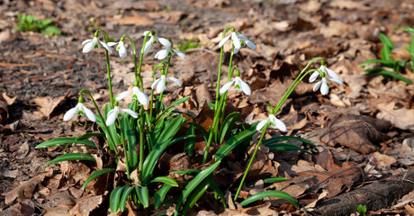 Flowers snowdrops in garden, sunlight. First beautiful snowdrops in spring. Common snowdrop blooming. Galanthus nivalis bloom in spring forest