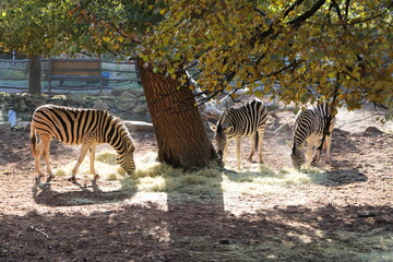 several zebras in the zoo of Kaiserslautern, Germany