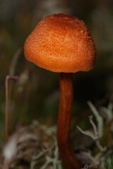 close up of fungi in grass