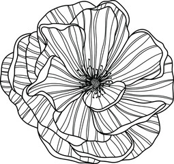 Rose flower isolated on white. Hand drawn line vector