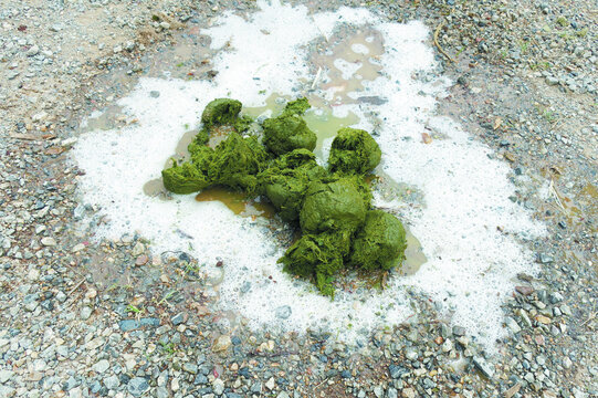 Fresh and wet of elephant feces pile on the ground