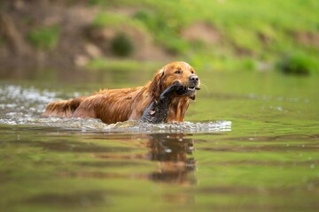 Golden retriever swmming in water on a cow farm in Australia.