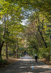 A leisurely walk in the park