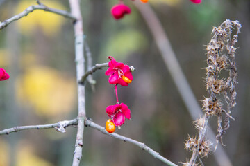View of celastraceae family on naked branch. Lonely sprig of spindle Euonymus europaeus. Yellow fruits of Euonymus alatus Compactus.