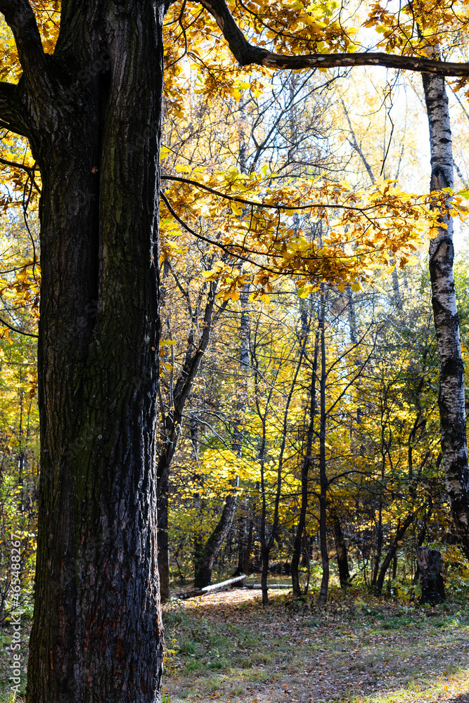 Canvas Prints old oak tree trunk and path in forest of city park
