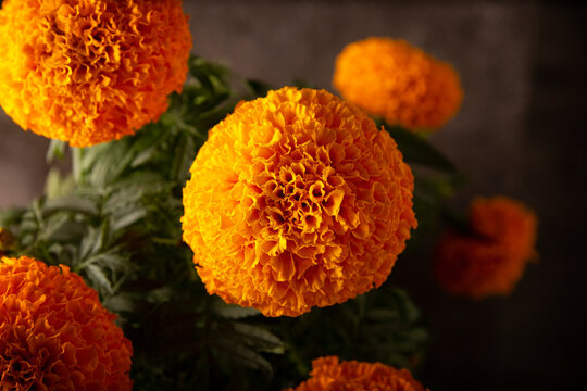 Closeup of Cempasuchil orange flowers or Marigold. (Tagetes erecta) Traditionally used in altars for the celebration of the day of the dead in Mexico
