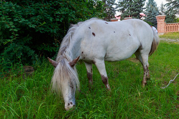 Ponies in the pasture. Background with copy space for text or inscriptions.