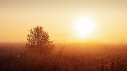 Autumn landscape of a lonely bush on a foggy meadow and the rising sun