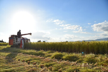 秋の稲刈り　農夫　harvest 
