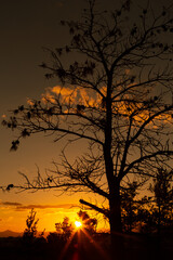 Silhouette view of tree branches at sunset.