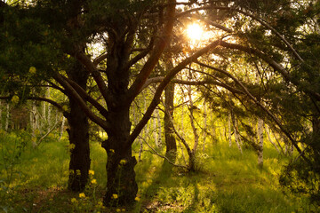 Fototapeta premium Spring forest with bright sun shining through the trees.