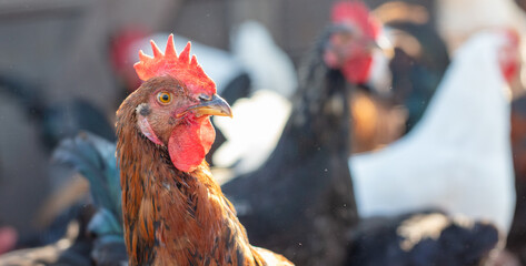 Portrait of a red hen on the farm.