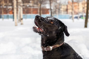 Black Labrador dog with a chain collar lying outdoors on a snow