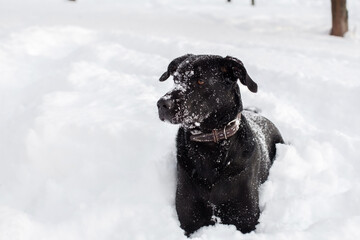 Black Labrador dog with a chain collar lying outdoors on a snow