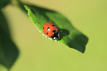 ladybug quickly crawls on a green leaf close-up. macro