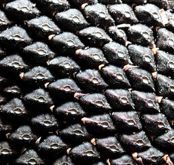 Black sunflower seeds as an abstract background.