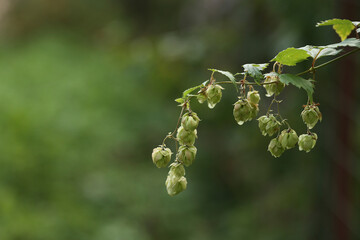 branch of hops with big cones in the contrasting sunset light