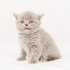 Little gray kitten looks to the side while standing on a white blanket