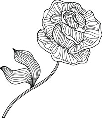 Rose flower isolated on white. Hand drawn line vector