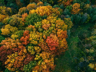 aerial view of autumn forest