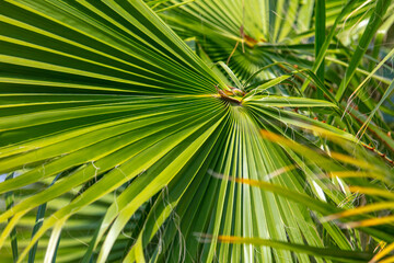 Green leaves of a palm tree