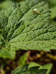 green leaf with water drops