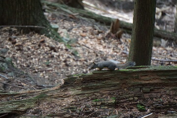 squirrel in the forest