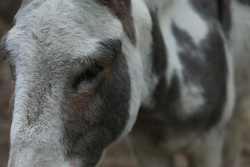 portrait of a donkey 