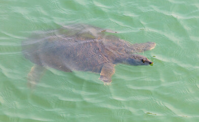 Obraz premium The sea turtle swims on the surface of the water.