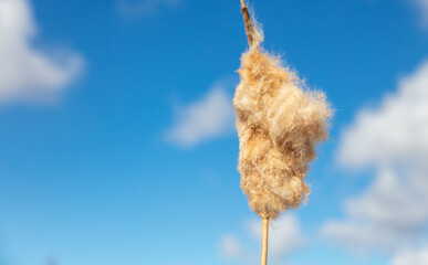 Fluff on the reeds against the blue sky.