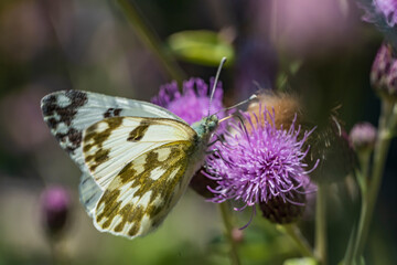 Pontia daplidice perched on a flower branch