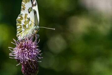 Pontia daplidice perched on a flower branch