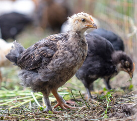 Portrait of a little chicken on the farm.