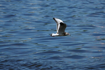 White seagull flies over the sea or river.
