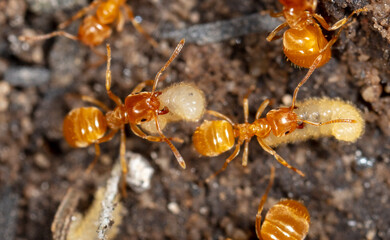 Ants with eggs on the ground.