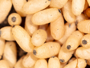 White ant eggs on the ground.