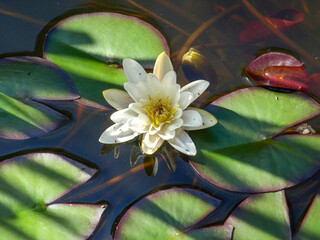 Lilia wodna nenufar kwiatki na wodzie © Paweł Kacperek