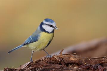 Obraz premium Eurasian blue tit