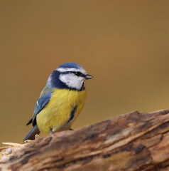 Eurasian blue tit