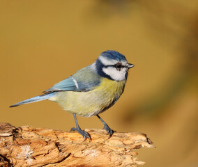 Eurasian blue tit