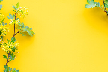 Yellow paper blank between currant branches in blossom.