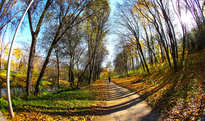 Autumn, a city park of deciduous trees, illuminated by sunlight and a golden yellow carpet of leaves.