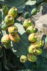 Opuntia fruit or prickly pear fruit in nature.