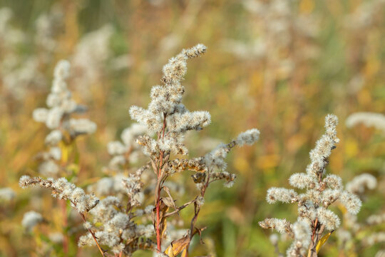 Withered inflorescence of giant goldenrood (Solidago gigantea) in autumn.