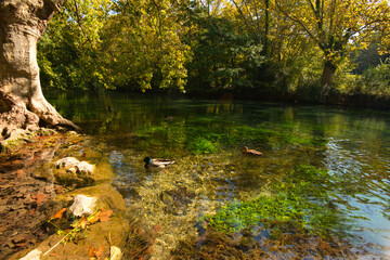 Das Ufer der Vaucluse nahe Fontaine de Vaucluse in der Provence