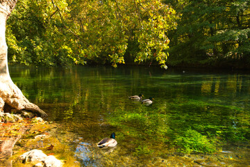 Das Ufer der Vaucluse nahe Fontaine de Vaucluse in der Provence