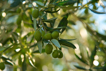 olliven in der provence