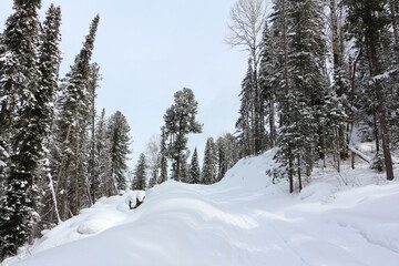 Snow trail to the mountain , Altai Republic, Russia